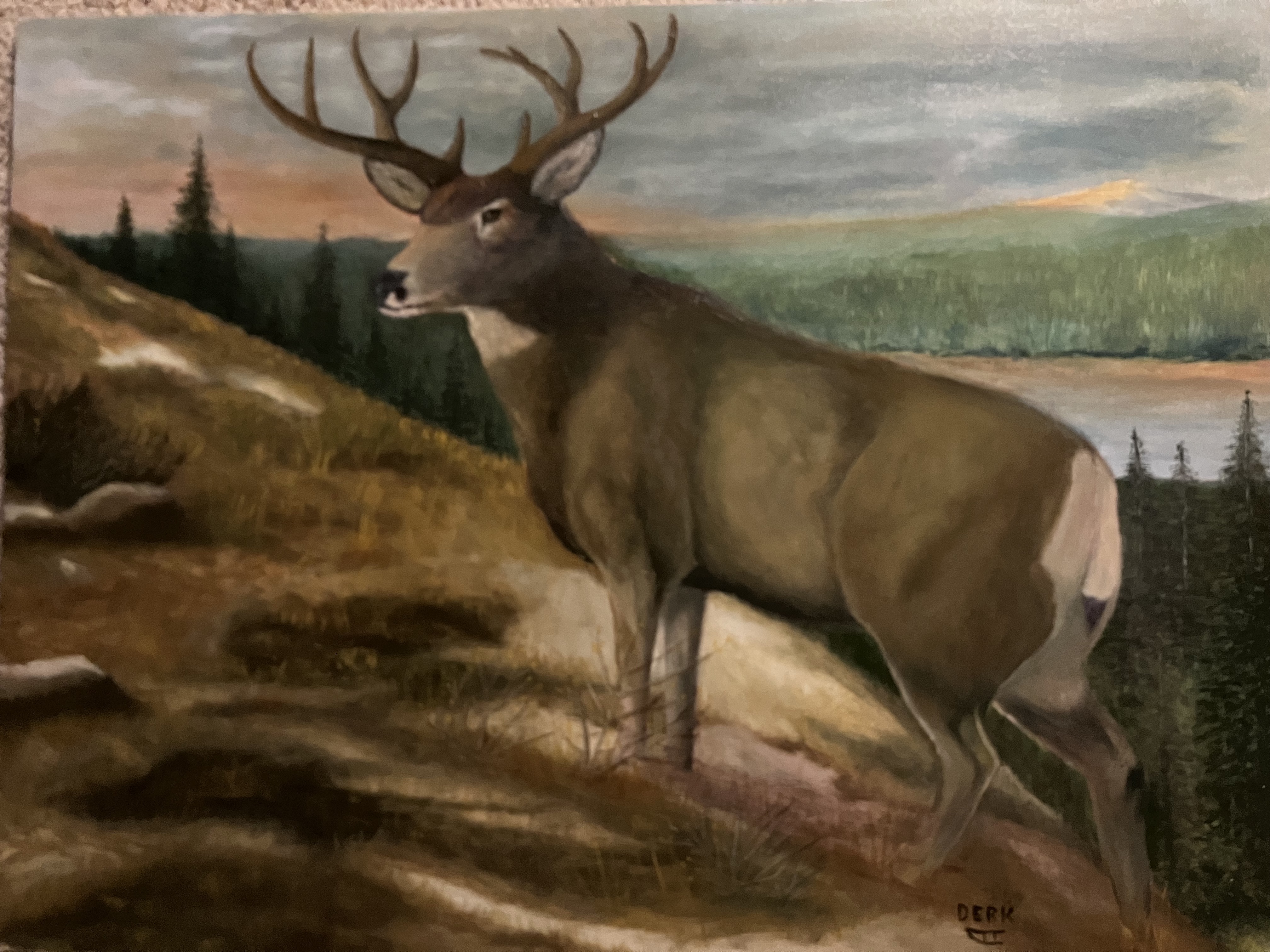 Mountain Mule Deer