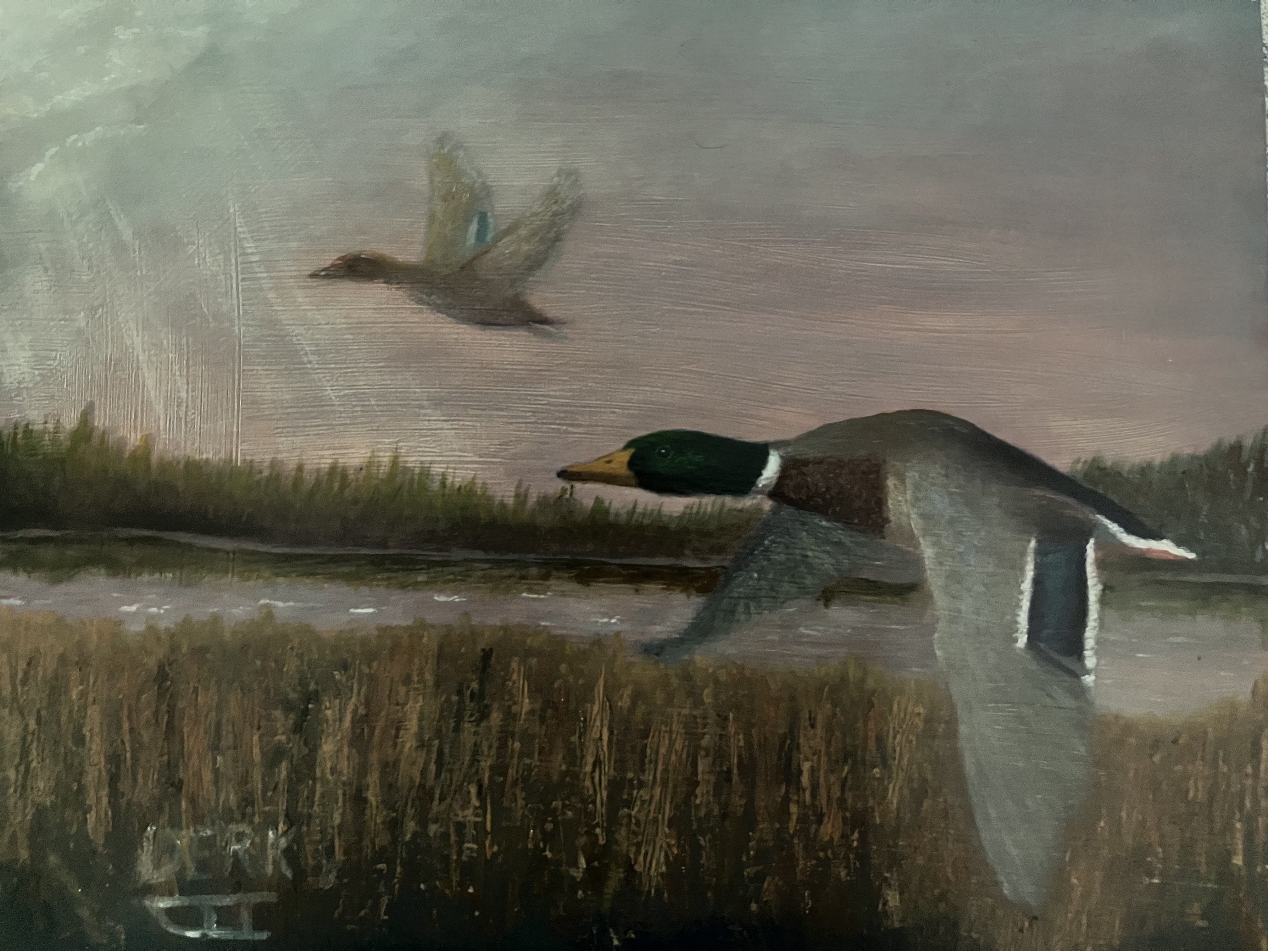 Evening Mallards