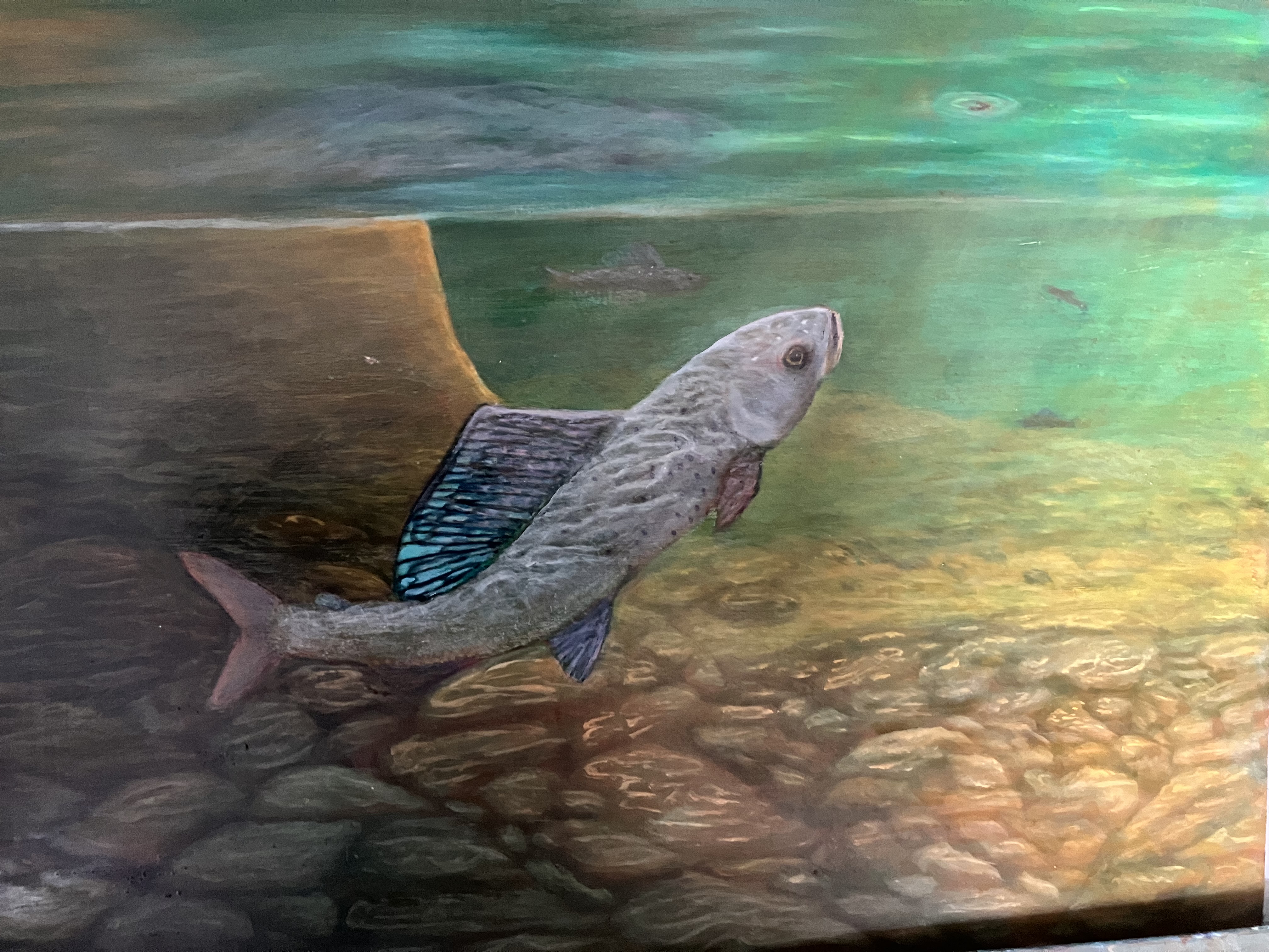 Grayling in the Shallows
