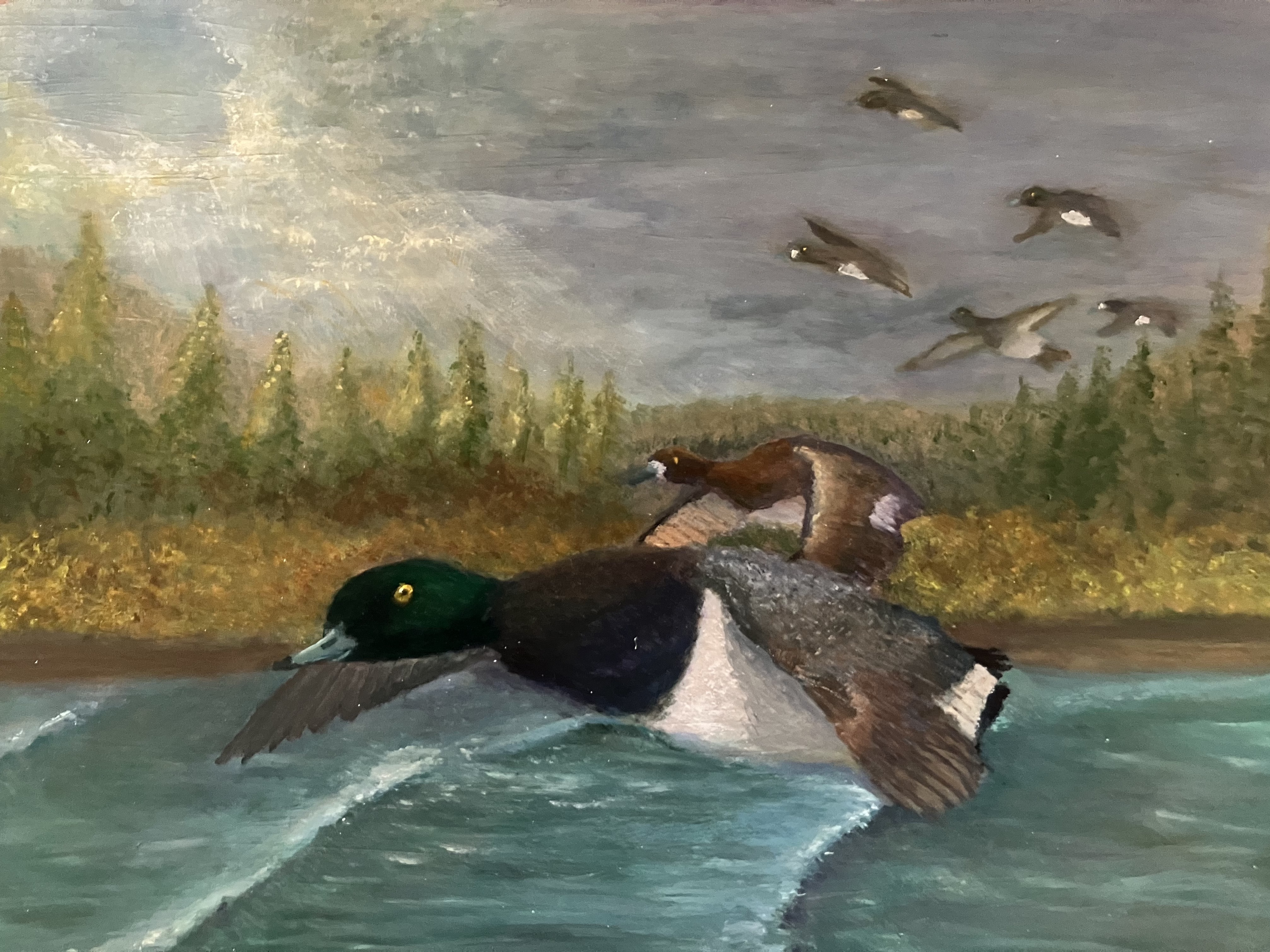 Columbia Bluebills